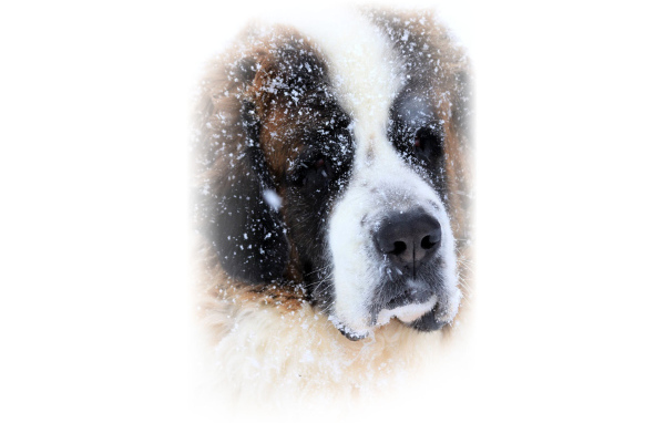 Сенбернара присыпало снегом