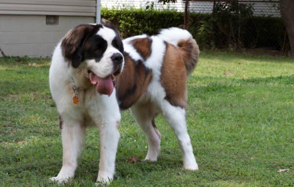 Сенбернар во дворе