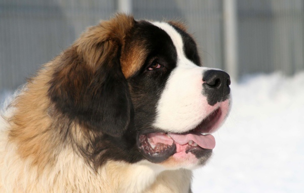 Собака сенбернар зимой