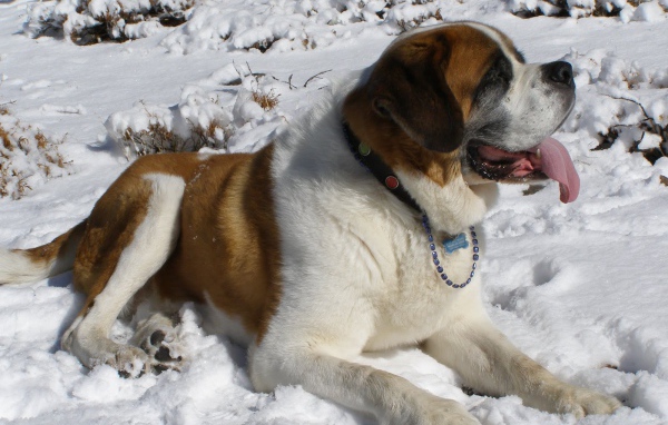 Сенбернар лежит в снегу