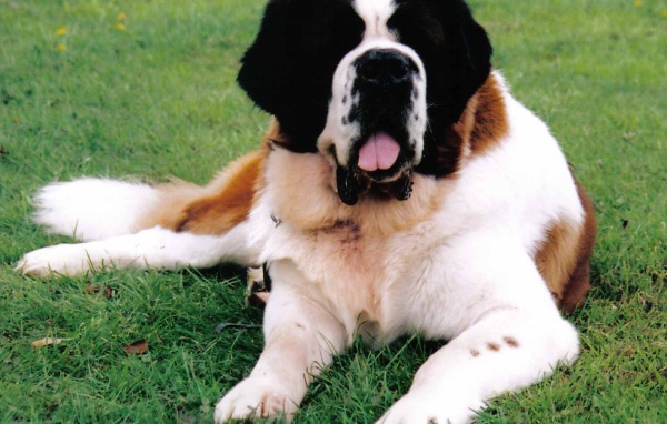 Сенбернар лежит на газоне