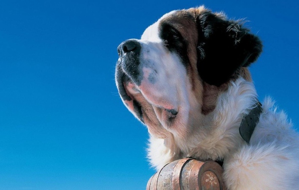 Сенбернар на фоне неба