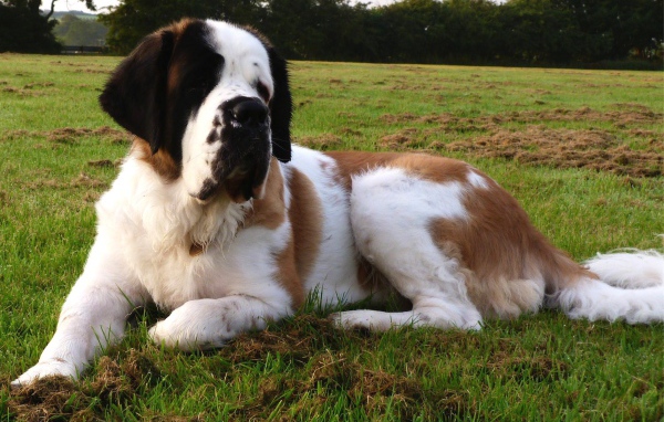 Сенбернар отдыхает на газоне