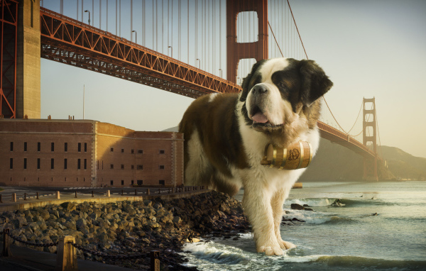 Сенбернар в Сан-Франциско