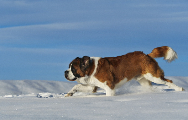 Сенбернар в сугробе