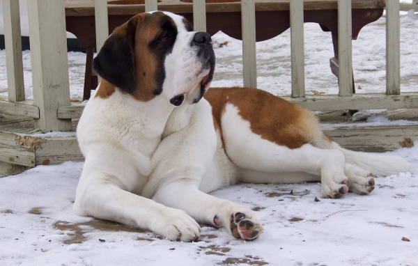 Сенбернар лежит у забора