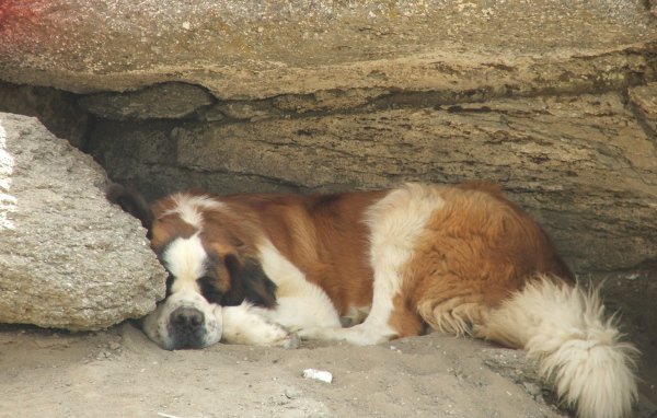 Сенбернар прилег отдохнуть под скалой