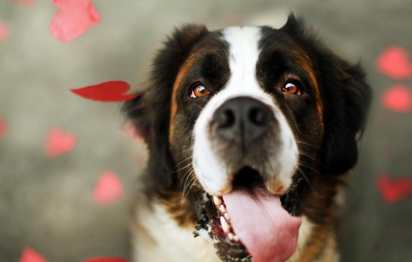Сенбернар среди сердец
