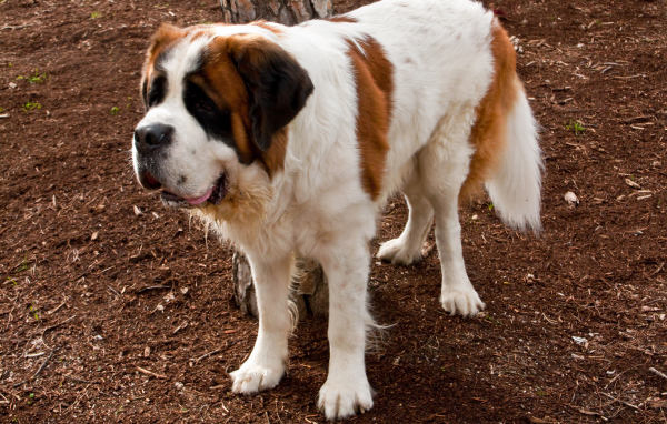 Сенбернар на земле