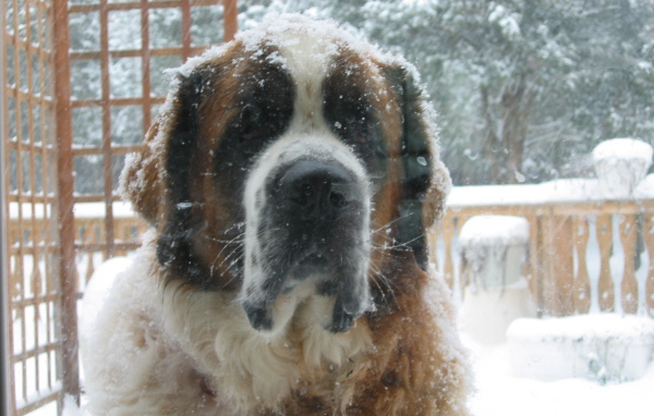 Сенбернара заметает снегом