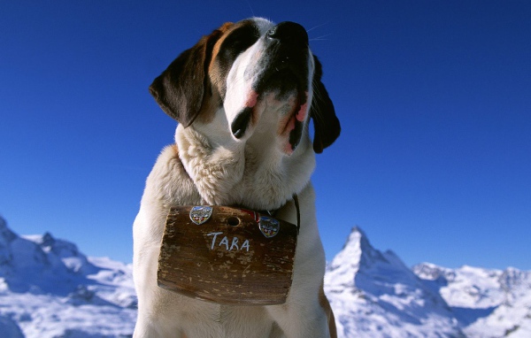 Сенбернар с бочонком вина