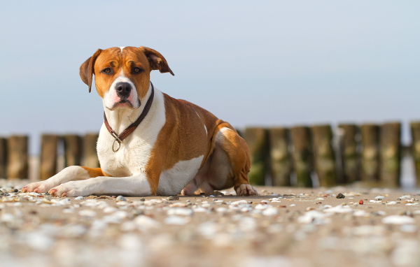 Строгий взгляд пса