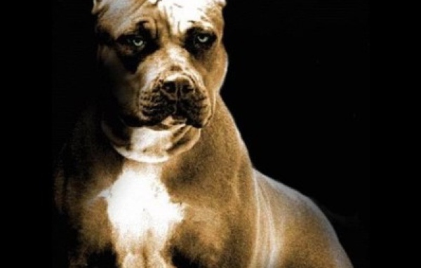 Строгий взгляд питбуля