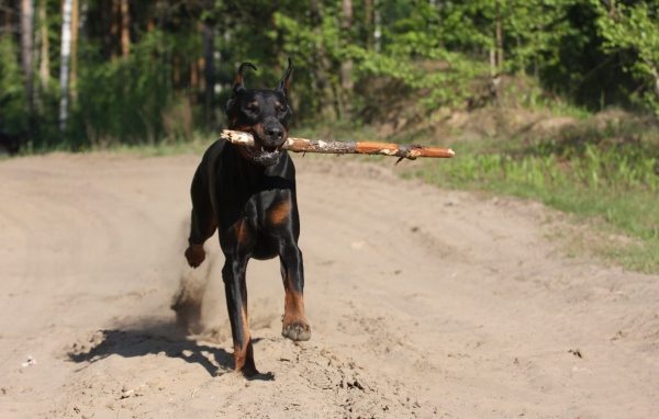 Палка в зубах добермана