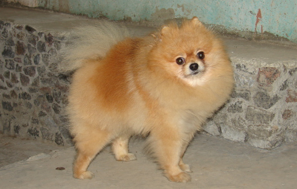 Удивленный рыжий шпиц