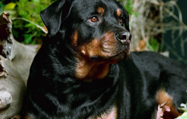 Милая мордашка ротвейлера