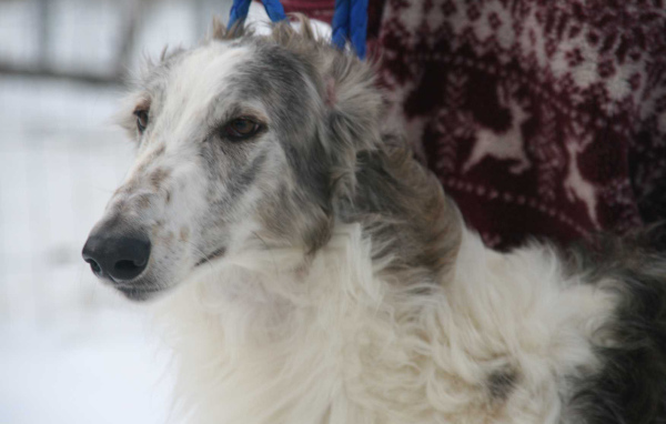 Милая морда борзой собаки