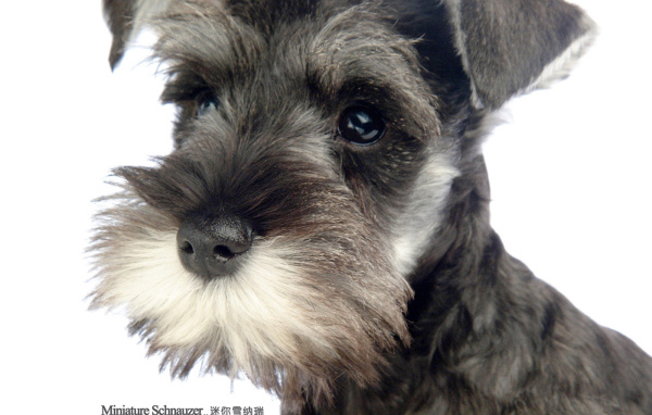 Милая мордочка шнауцера