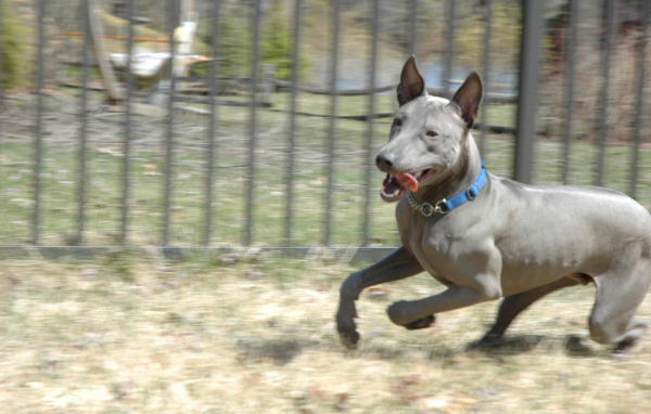 Стремительный тайский риджбек