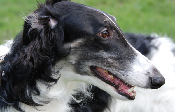 Зубы борзой собаки