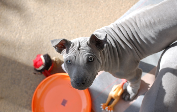 Тайский риджбек просит кушать