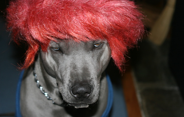 Тайский риджбек в парике