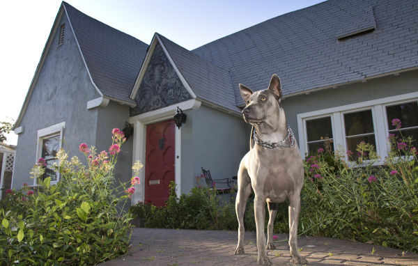 Тайский риджбек охраняет дом