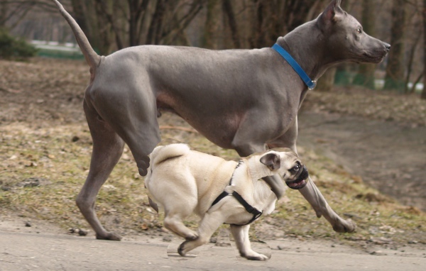 Тайский риджбек наперегонки с мопсом