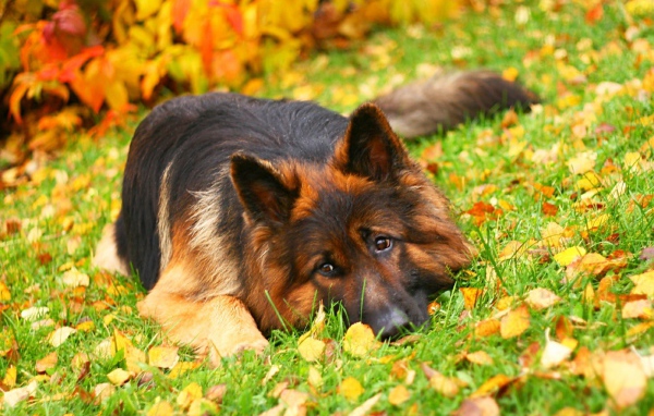 Немецкая овчарка лежит среди осенних листьев