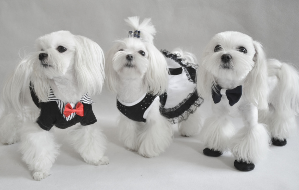 Три мушкетера болонки