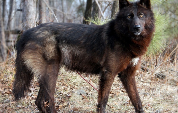 Дикая собака