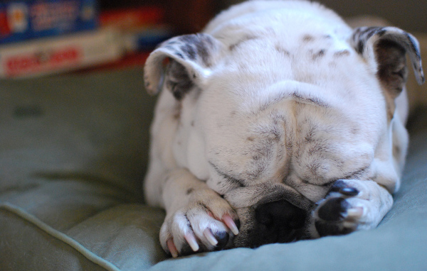 Бульдог закрыл морду лапами