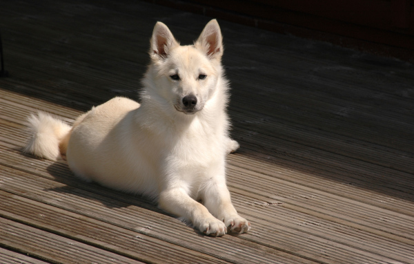 Белый окрас собаки норвежский лундехунд