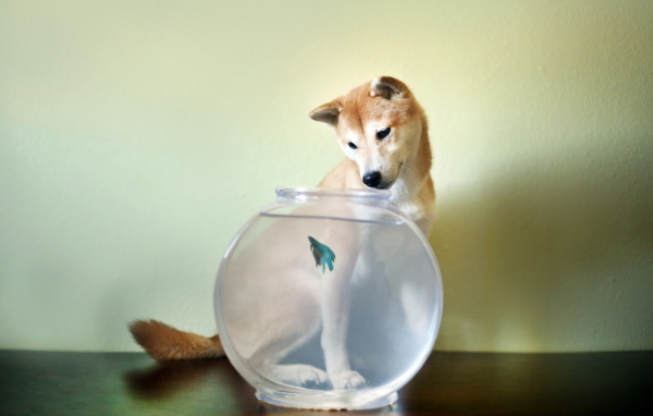 Собака у аквариума