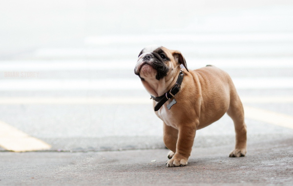 Собака на прогулке