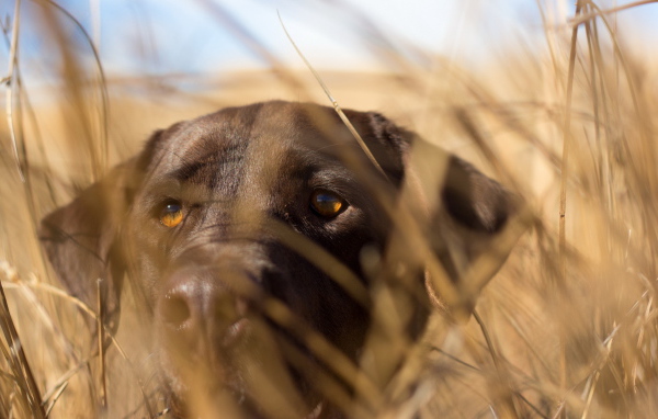 Собака спряталась в траве