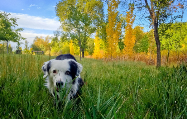 Собака в осеннем парке