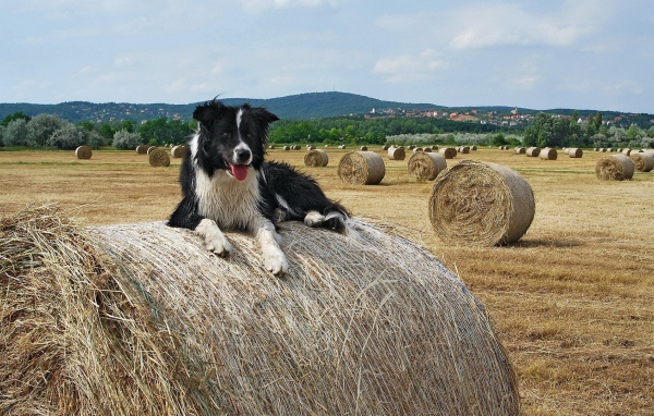 Собака на сене