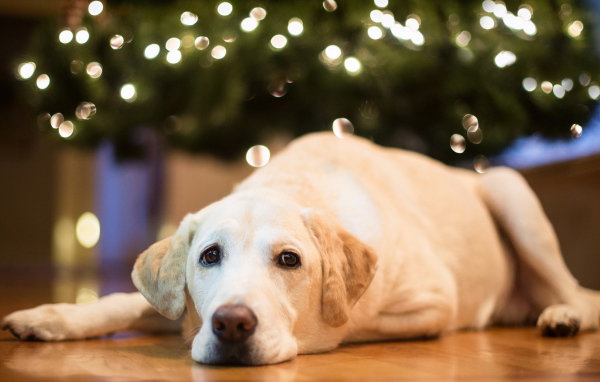 Собака под елкой