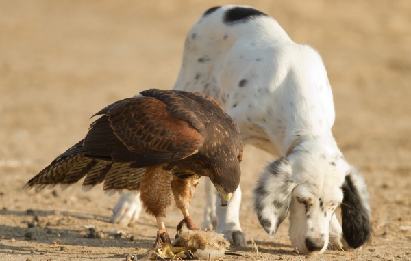 Собака тоже хочет кушать