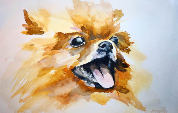 На рисунке шпиц