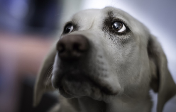 Взгляд собаки