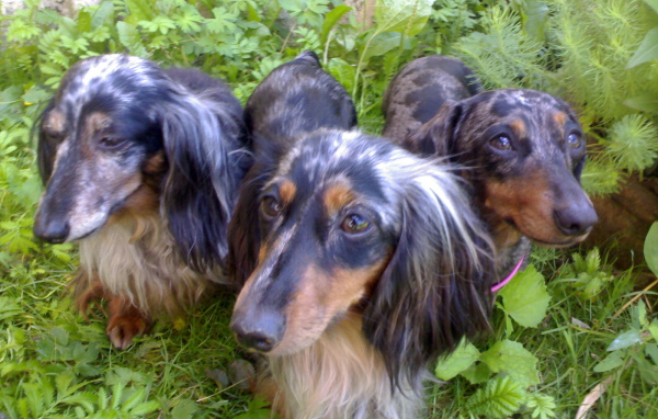 Трио такс в зарослях