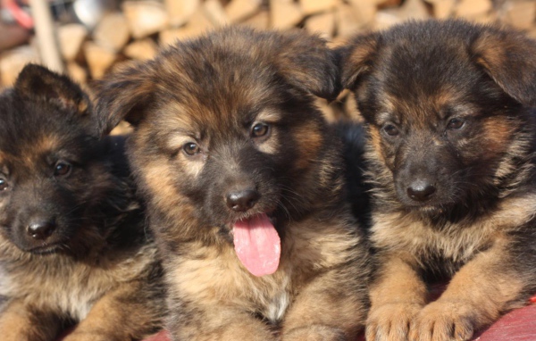 Три щенка немецкой овчарки