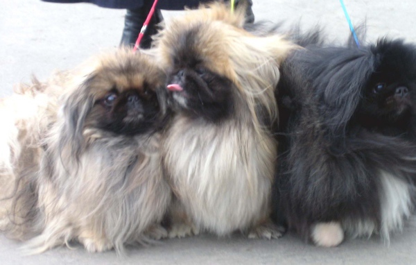 Три пекинеса на прогулке