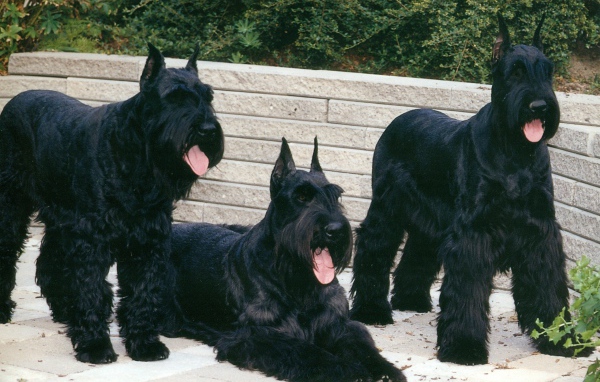 Три больших шнауцера