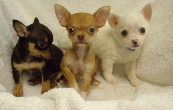 Три щенка чихуахуа