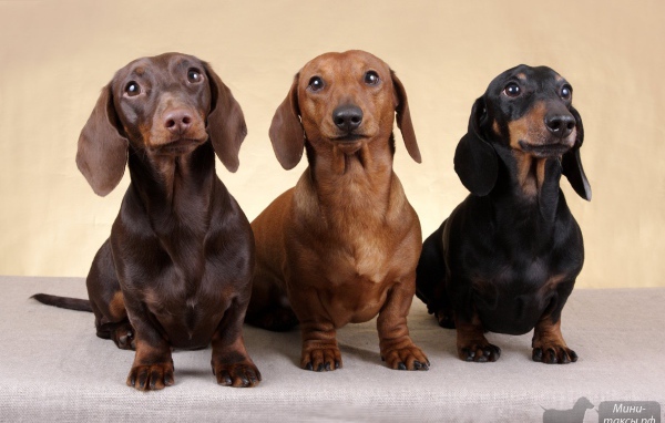 Три таксы смотрят вверх