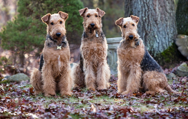 Три собаки эрдельтерьера