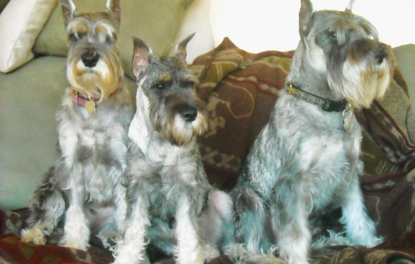 Три собаки шнауцера
